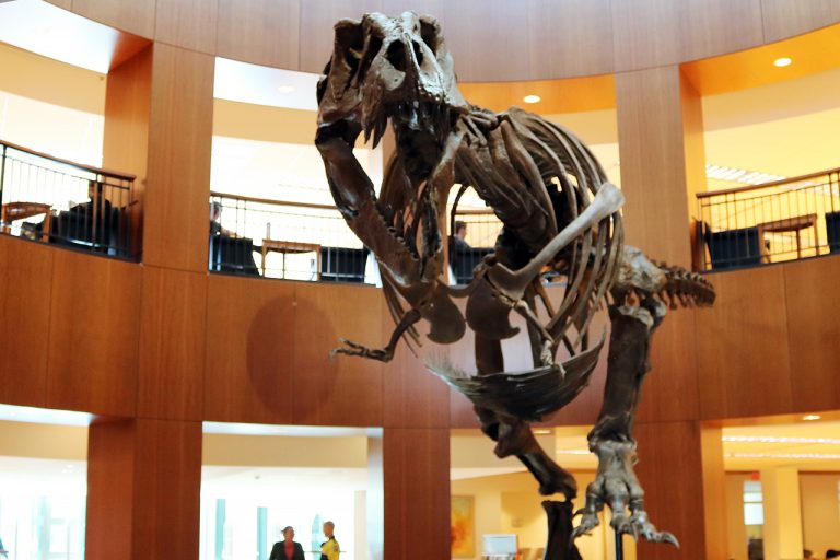 Photograph of "Bucky" the T.rex in the Rotunda of College of Charleston Addlestone Library